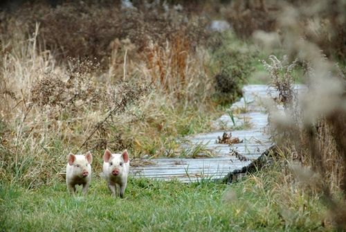 我們的環(huán)境會(huì)好嗎？——“數(shù)說(shuō)”大氣、水、土壤污染防治三大戰(zhàn)役